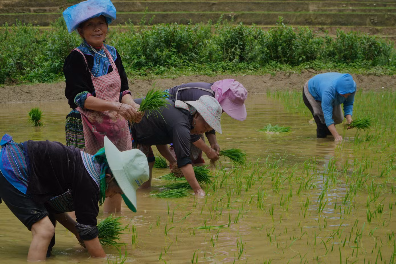 Những bàn tay cần mẫn đặt từng bụi mạ xuống lớp bùn mềm, như gieo hy vọng cho mùa màng bội thu.