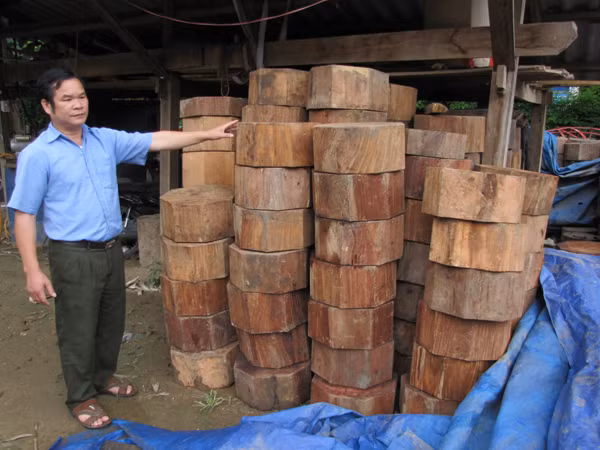 Thớt gỗ nghiến bị thu giữ
