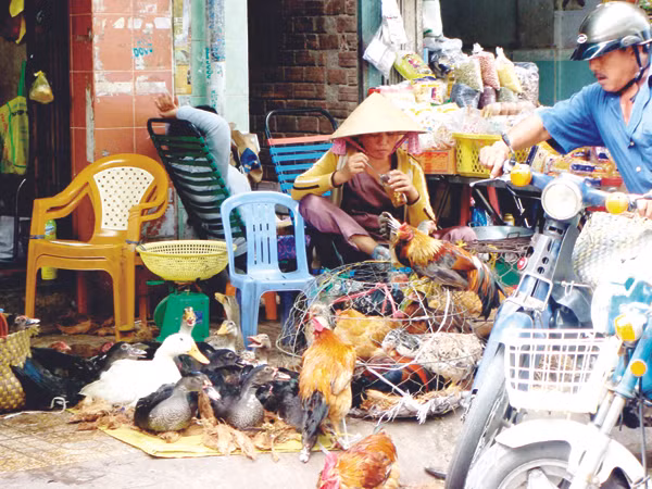 Gia cầm, thủy cầm sống trái phép và chưa qua kiểm dịch bày bán tại quận 5. Ảnh: Đại Dương