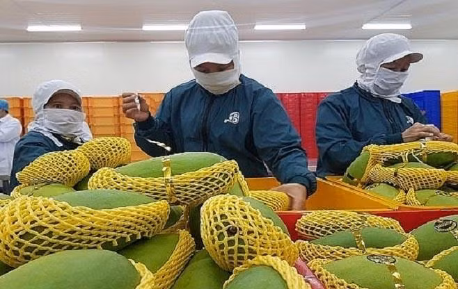 Các công nhân đang làm việc ngày đêm chuẩn bị đủ sản phẩm để xuất lô hàng đầu tiên trong năm mới