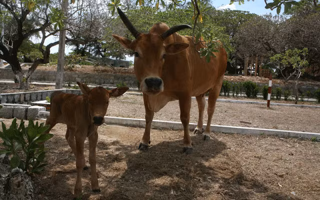Mẹ bò đưa con bê đi dạo trong trận địa