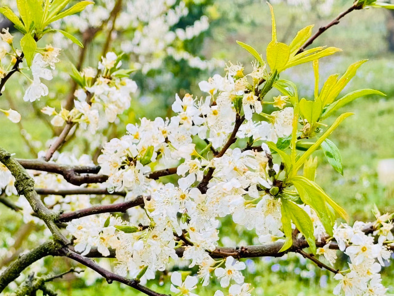 Bạn Khánh Đan cùng nhóm bạn đến từ Hà Đông chia sẻ: "Tuyến đường đi tuy xa, hơi vất vả khó đi nhưng bù lại khi đến đấy, chúng mình đã thực sự ngỡ ngàng trước vườn mận nở trắng tinh khôi, rất ấn tượng".