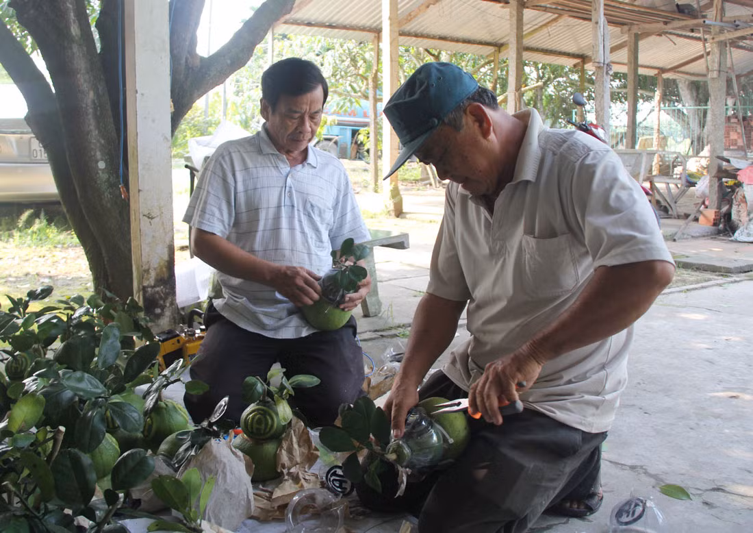 Nhìn gần cặp bưởi hồ lô chơi Tết giá gần 2,5 triệu đồng ảnh 6