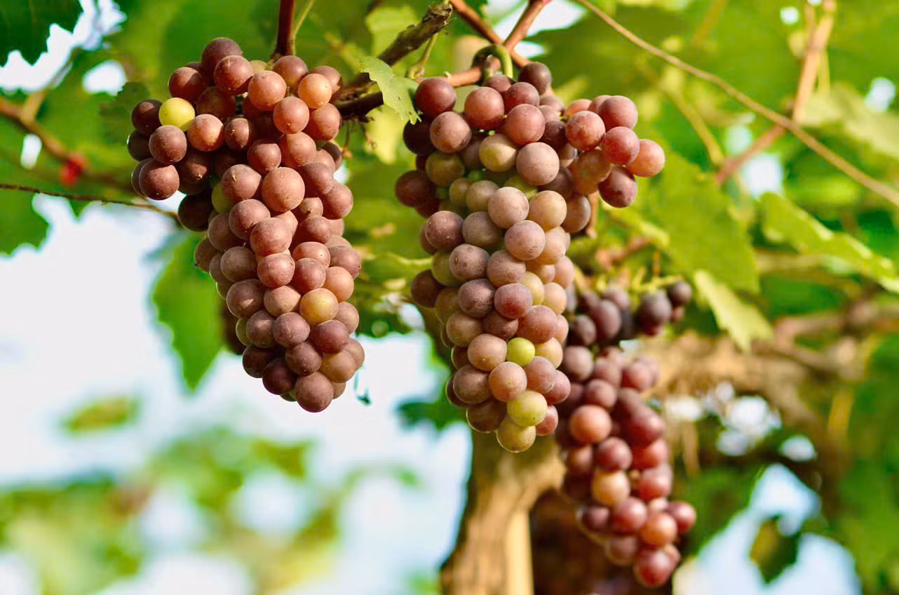 Hiện nông trại đang có hai giống nho chính là: Nho móng tay, nho hạ đen. Nông trại có 2 vụ nho mỗi năm, vụ đầu thu hoạch từ trung tuần tháng 5 đến tháng 7 và vụ thứ 2 là từ tháng 10 đến tháng 12. Hiện nông trại đang có hai giống nho chính là: Nho móng tay, nho hạ đen. Nông trại có 2 vụ nho mỗi năm, vụ đầu thu hoạch từ trung tuần tháng 5 đến tháng 7 và vụ thứ 2 là từ tháng 10 đến tháng 12.
