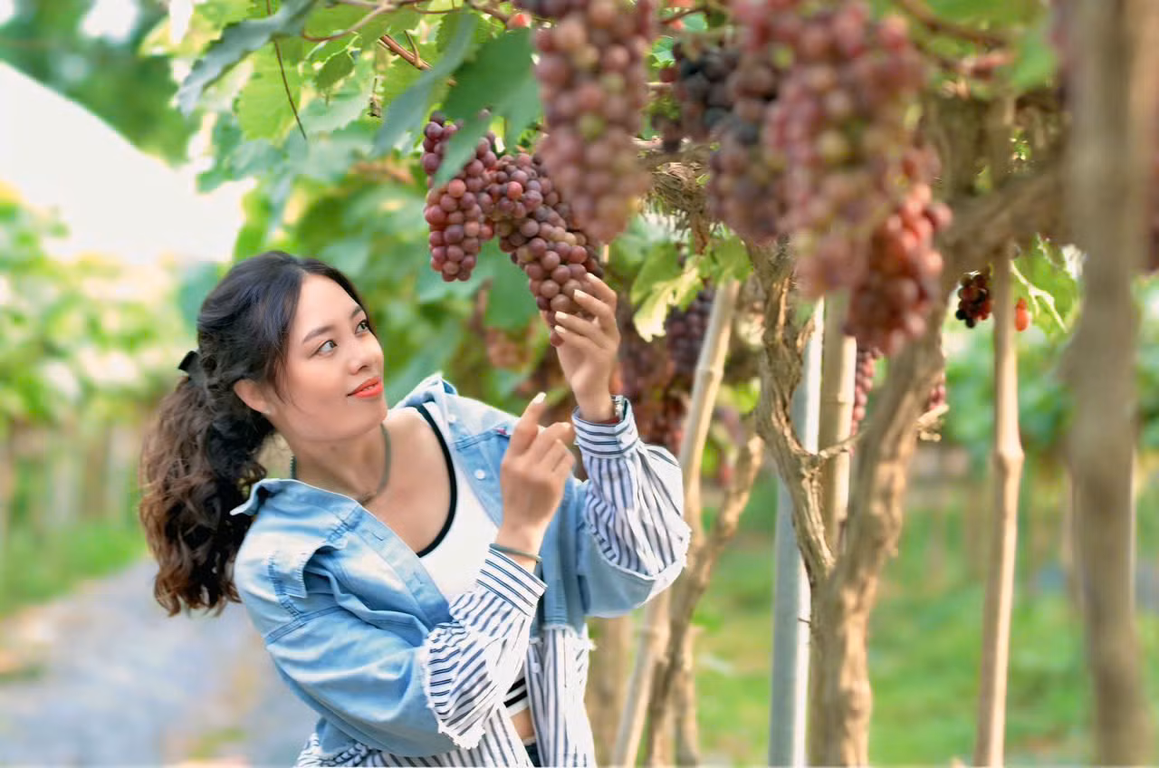 "Với vé vào cổng 70.000 đồng, được tận tay thu hoạch từng chùm nho tươi ngay tại vườn với giá 180.000 đồng/kg, sau đó thưởng thức hương vị ngọt xen lẫn chua dịu của những trái nho là trải nghiệm khá mới mẻ khiến chúng mình rất thích thú" - Bích Liên cùng bạn ở (Cầu Giấy) cho biết. "Với vé vào cổng 70.000 đồng, được tận tay thu hoạch từng chùm nho tươi ngay tại vườn với giá 180.000 đồng/kg, sau đó thưởng thức hương vị ngọt xen lẫn chua dịu của những trái nho là trải nghiệm khá mới mẻ khiến chúng mình rất thích thú" - Bích Liên cùng bạn ở (Cầu Giấy) cho biết.