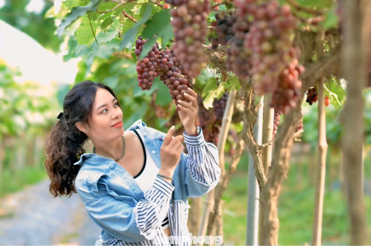 "Với vé vào cổng 70.000 đồng, được tận tay thu hoạch từng chùm nho tươi ngay tại vườn với giá 180.000 đồng/kg, sau đó thưởng thức hương vị ngọt xen lẫn chua dịu của những trái nho là trải nghiệm khá mới mẻ khiến chúng mình rất thích thú" - Bích Liên cùng bạn ở (Cầu Giấy) cho biết.