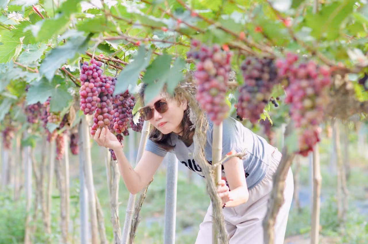 Những cây nho ở đây không quá cao nên các bạn trẻ có thể dễ dàng tự mình hái những chùm nho chín mọng. Những cây nho ở đây không quá cao nên các bạn trẻ có thể dễ dàng tự mình hái những chùm nho chín mọng.