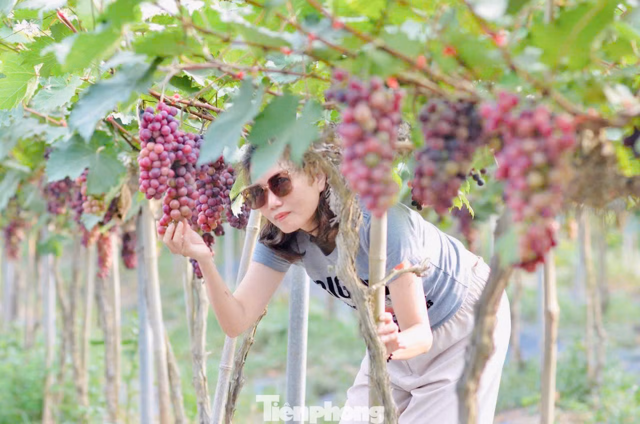 Những cây nho ở đây không quá cao nên các bạn trẻ có thể dễ dàng tự mình hái những chùm nho chín mọng.