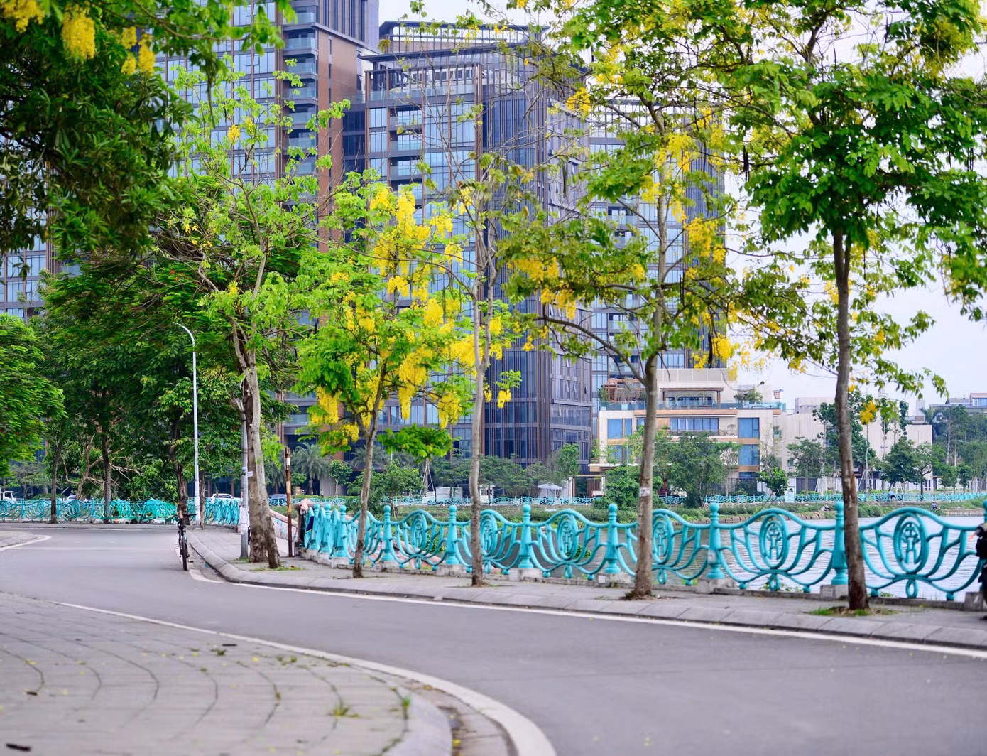 Cứ mỗi độ hè về, muồng hoàng yến đồng loạt trổ hoa vàng ruộm khắp các tuyến phố Hà Nội.