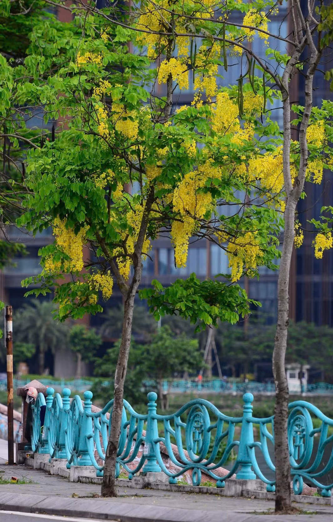 Cây muồng hoàng yến có thể cao từ 10-12m, thường được trồng ven đường, công viên, hồ nước... góp phần làm dịu mát không gian và tạo điểm nhấn cho cảnh quan đô thị của Thủ đô.