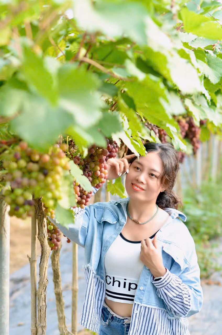 Thời điểm thích hợp nhất để du khách tới hái nho là vào buổi sớm hoặc chiều muộn, khi trời dịu mát. Những chùm nho sau khi được hái cũng có thể chế biến thành nhiều món như ép nước, làm sinh tố…để thưởng thức. Thời điểm thích hợp nhất để du khách tới hái nho là vào buổi sớm hoặc chiều muộn, khi trời dịu mát. Những chùm nho sau khi được hái cũng có thể chế biến thành nhiều món như ép nước, làm sinh tố…để thưởng thức.