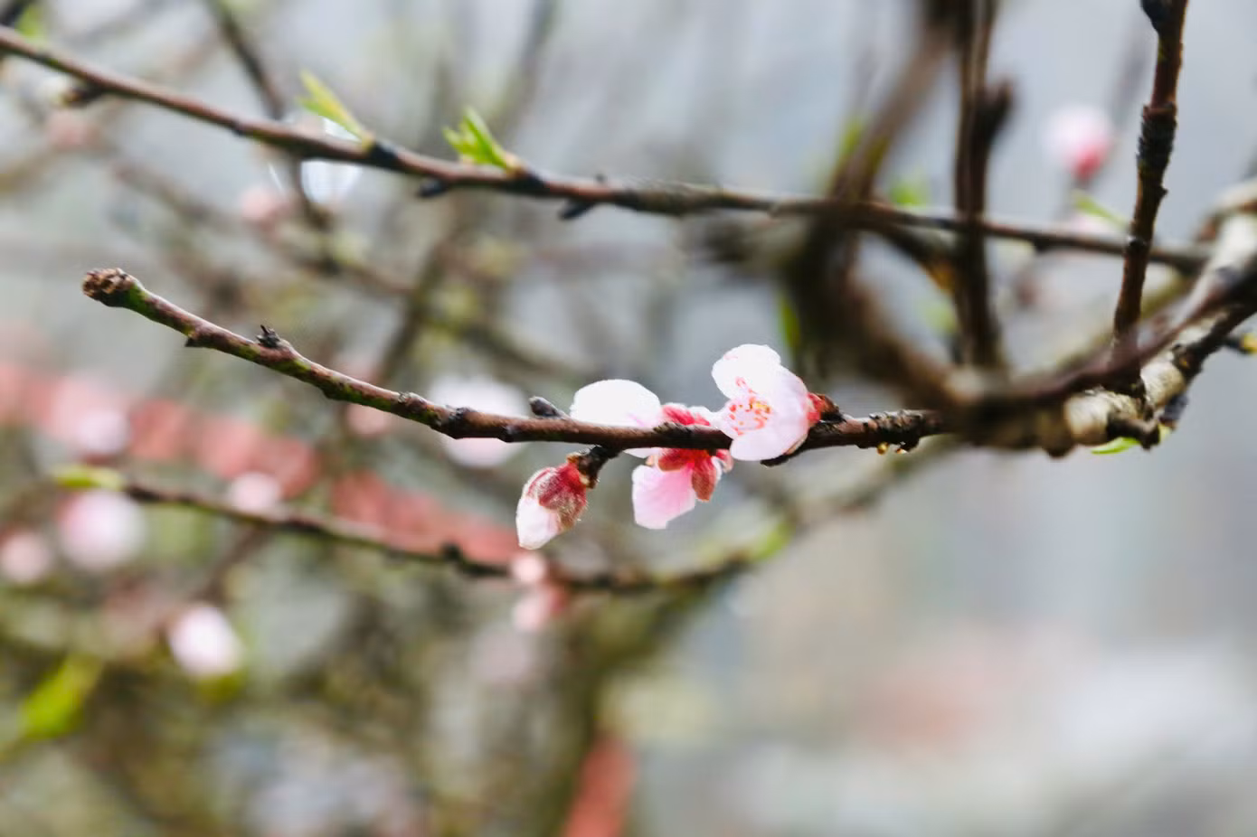 Đào Tết ở Vân Hồ được nhiều người ưa thích, bởi đây là những cây mọc tự nhiên, có nhiều nụ, không qua uốn nắn, từ đó cho ra kiểu dáng độc nhất.