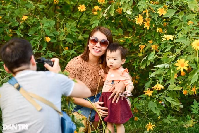 Vườn Quốc gia Ba Vì từ lâu trở thành địa điểm "săn" hoa dã quỳ nổi tiếng, thu hút rất đông du khách. (Ảnh: Toàn Vũ).