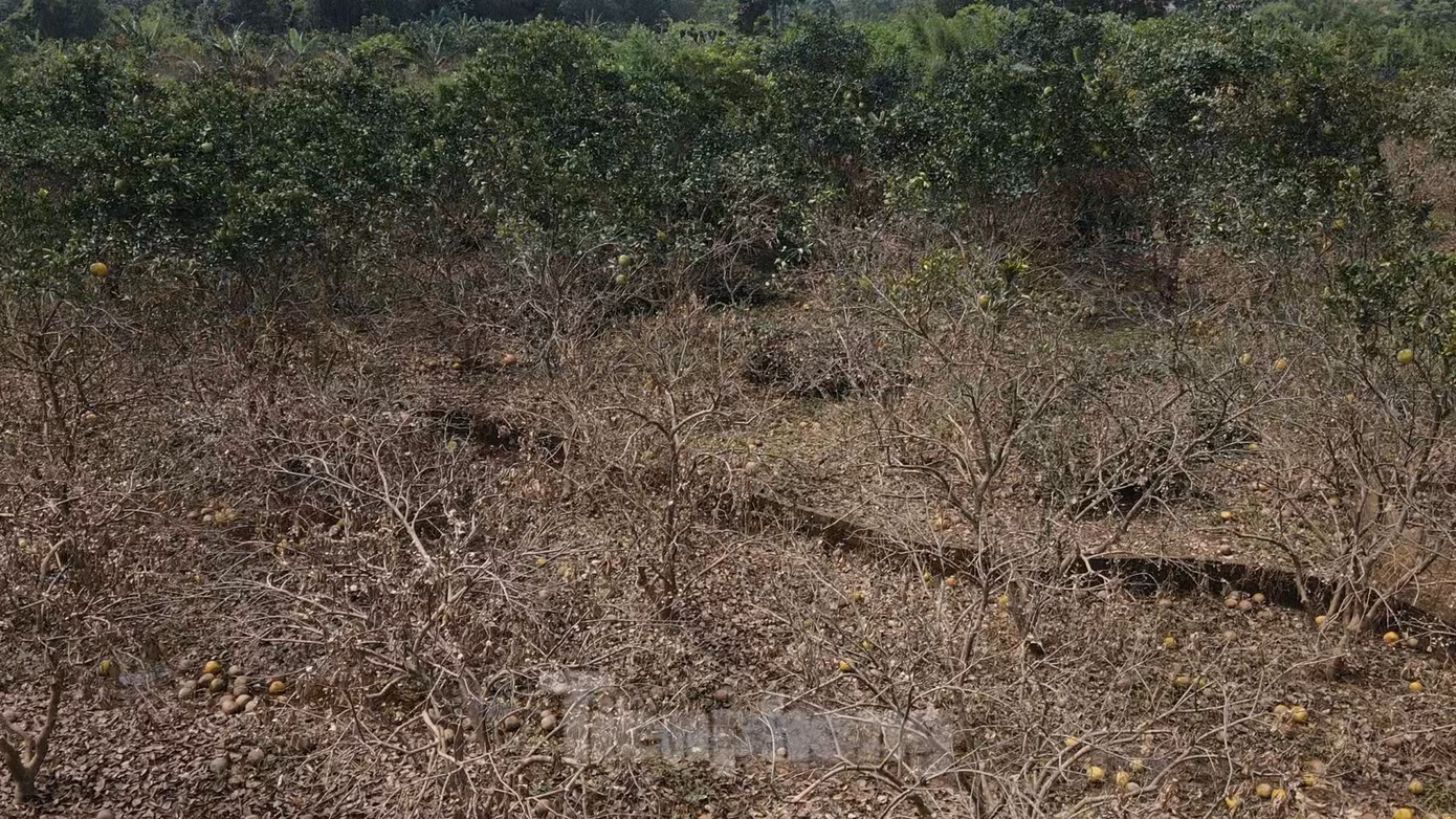 Hàng trăm hecta bưởi tan hoang, người dân trắng tay sau mưa lũ.