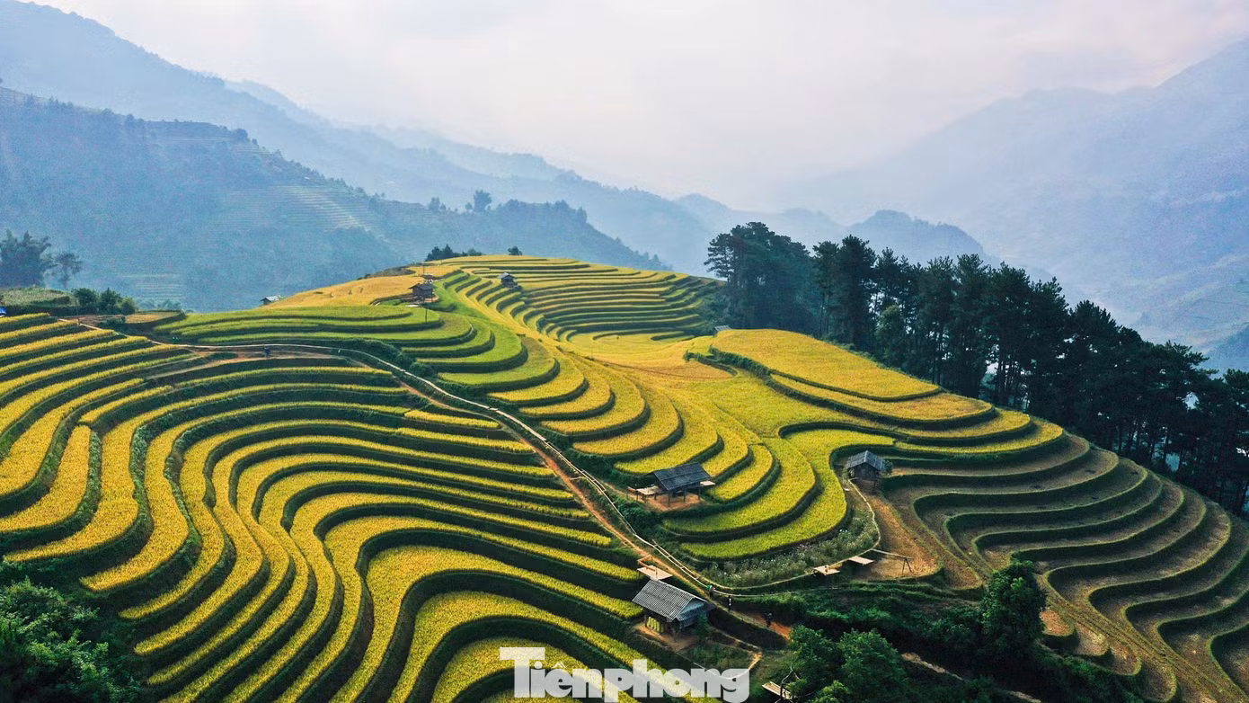 Theo lãnh đạo huyện Mù Cang Chải, năm nay do ảnh hưởng của cơn bão số 3, lượng du khách đến du lịch giảm so với cùng kỳ. Tuy nhiên, những ngày đầu tháng 10, dấu hiệu phục hồi khi số lượng du khách tăng lên đáng kể.