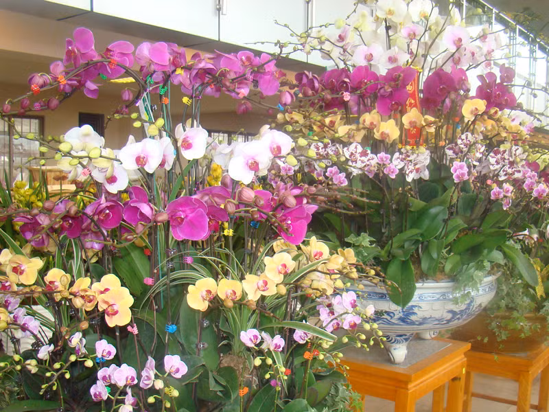 Hoa lan tại chợ hoa Quảng Bá.. Hoa lan tại chợ hoa Quảng Bá.