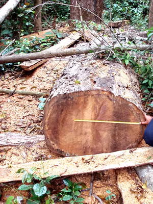 Xẻ thịt cây quý