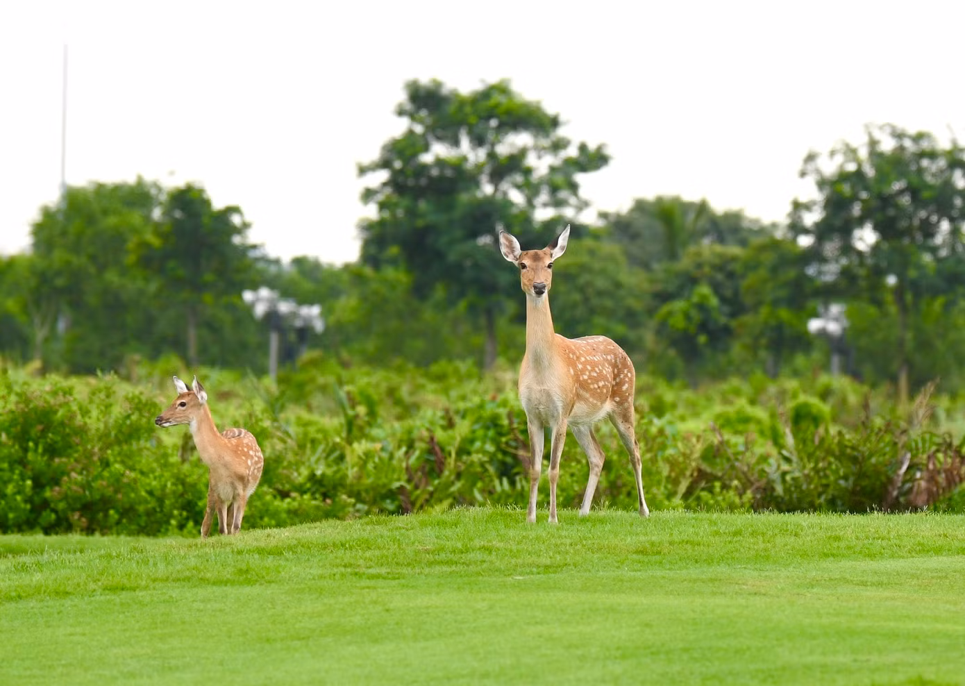 Golfer Nguyễn Đức Sơn dẫn đầu sau ngày thi đấu thứ nhất ảnh 74 Golfer Nguyễn Đức Sơn dẫn đầu sau ngày thi đấu thứ nhất ảnh 74