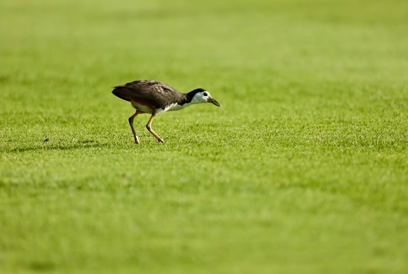 Golfer Nguyễn Đức Sơn dẫn đầu sau ngày thi đấu thứ nhất ảnh 77 Golfer Nguyễn Đức Sơn dẫn đầu sau ngày thi đấu thứ nhất ảnh 77