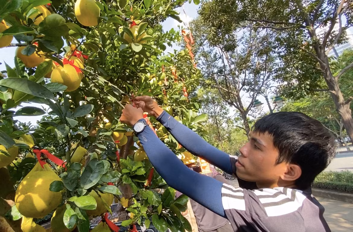 "Khách mua bưởi Diễn hiện tại chủ yếu là khách quen hỏi mua qua mạng xã hội, còn khách vãng lãi cũng có nhiều nhưng mới chỉ đi tham khảo. Nhìn chung thị trường cũng dần sôi động, không quá ảm đạm vì nhiều khách đã đi xem trực tiếp để chọn mua", anh Hà (chủ vườn Thanh Giang) chia sẻ.