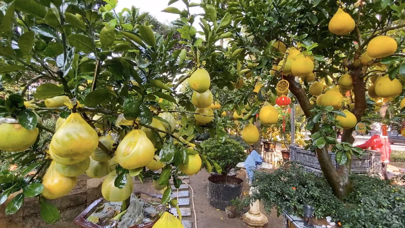 Anh Phương cho biết thị trường Tết năm nay dần nhộn nhịp sớm, đã có khoảng 30% khách đặt bưởi Diễn để chơi Tết.