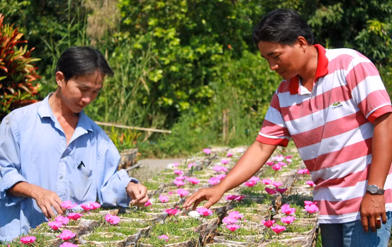 Một góc vườn hoa thanh niên
