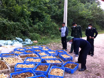 Đội kiểm soát hải quan số 1 (Quảng Ninh) bắt lượng lớn con gà giống Trung Quốc nhập lậu