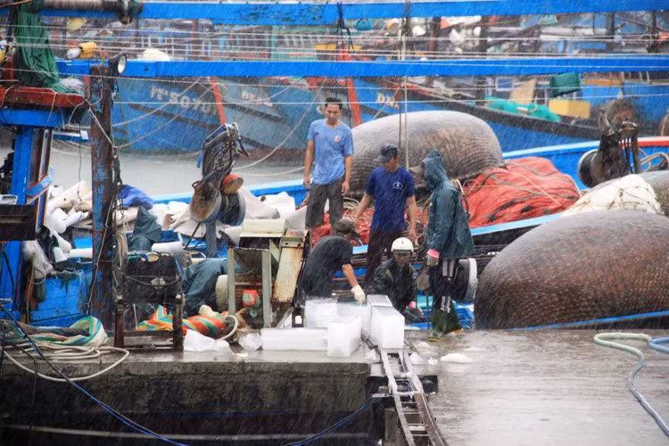 Tại âu thuyền Thọ Quang, những con tàu lớn tranh thủ bỏ đá, chuẩn bị sẵn đồ đạc trước chuyến biển
