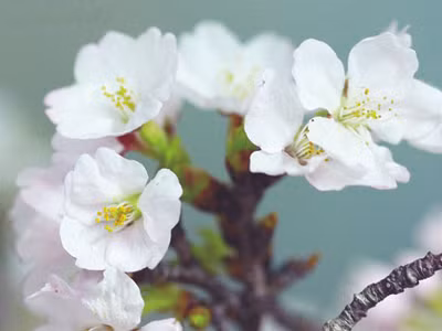 Hoa anh đào trước khi trưng bày tại lễ hội Genki Ảnh: Javicon. Hoa anh đào trước khi trưng bày tại lễ hội Genki Ảnh: Javicon