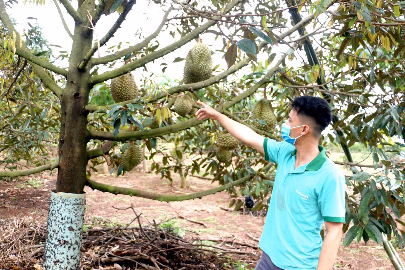 Sầu riêng nhà anh Hùng sắp đến ngày thu hoạch