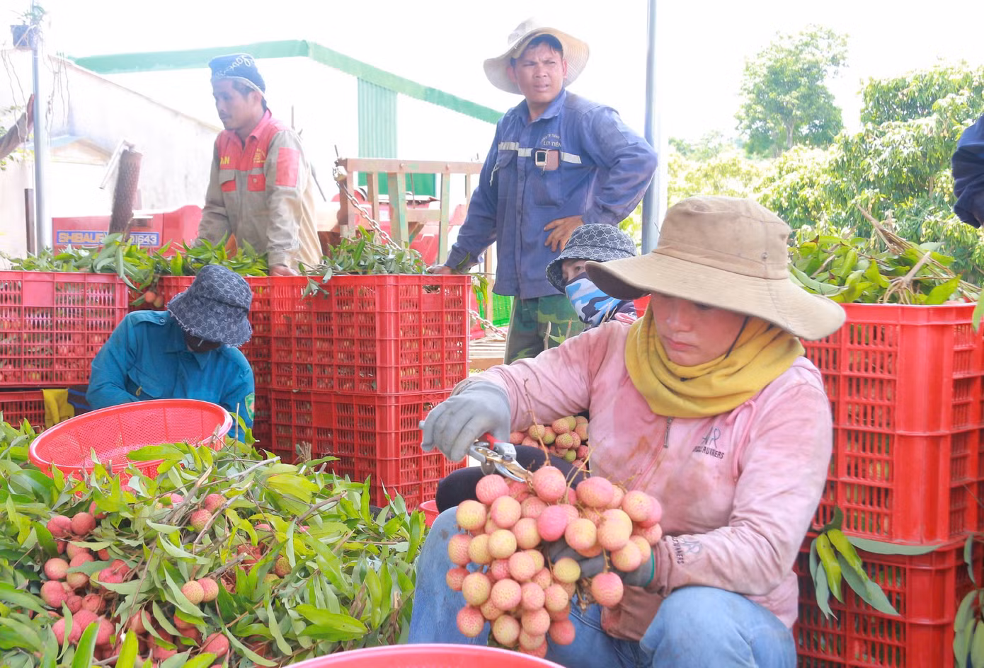 Vải Đắk Lắk chín sớm đã được xuất sang Trung Quốc, Nhật Bản và Campuchia. Vải Đắk Lắk chín sớm đã được xuất sang Trung Quốc, Nhật Bản và Campuchia.