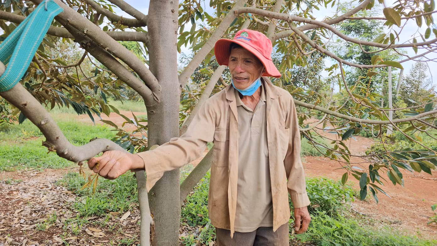 Cây sầu riêng bị rụng hết quả.