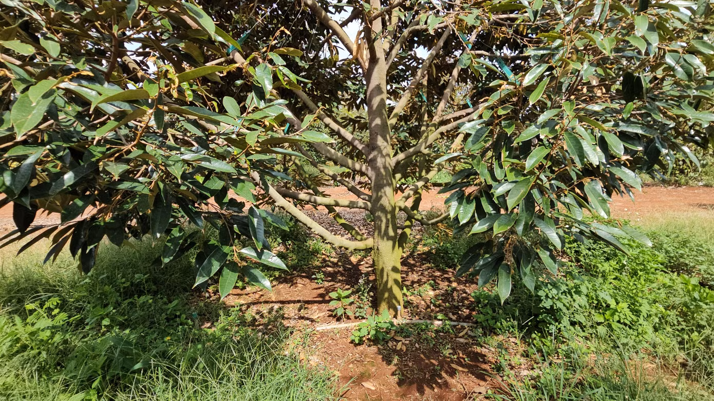 Một cây sầu riêng rụng không còn một quả