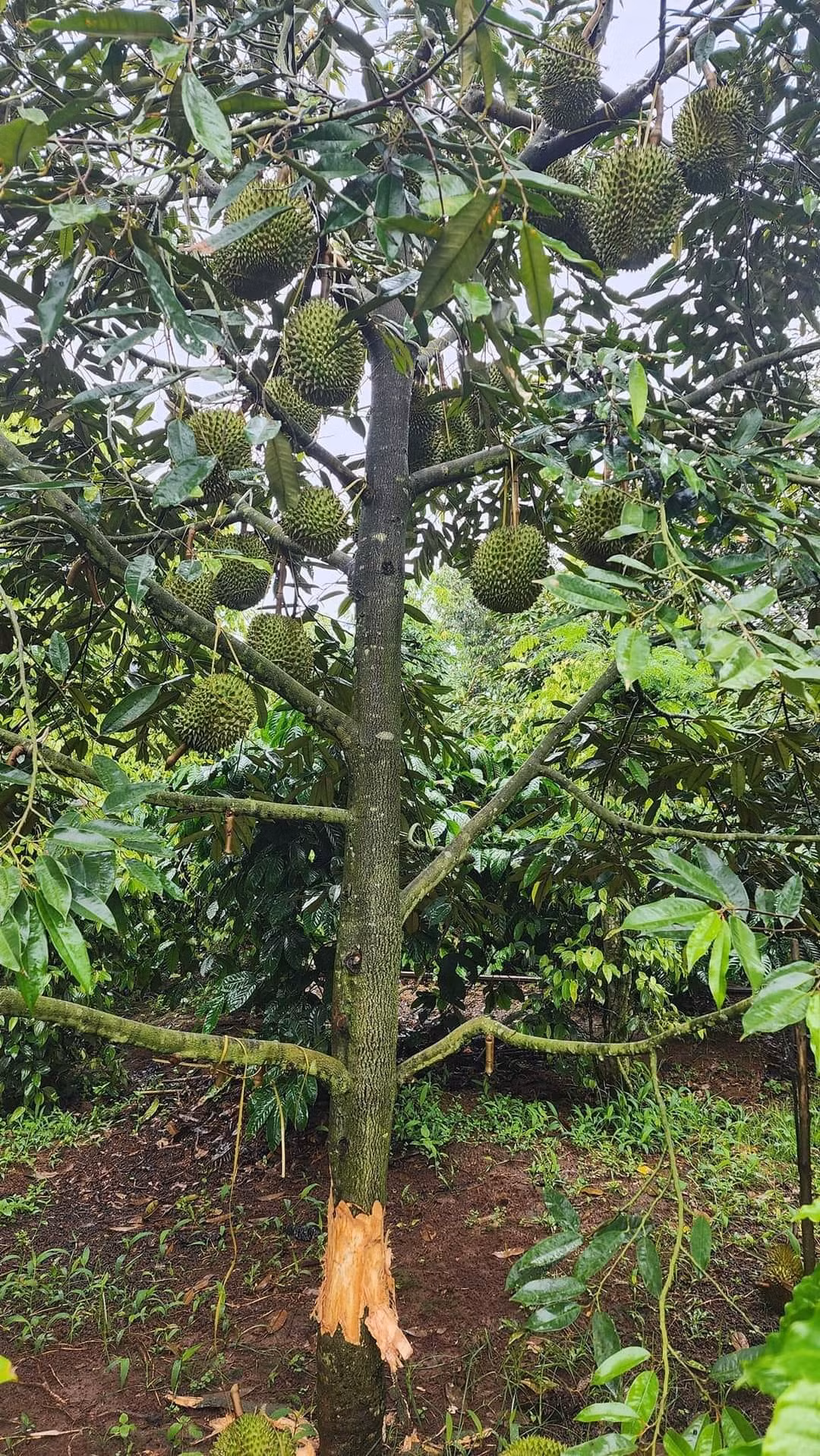 Một gốc sầu riêng bị đẽo xung quanh