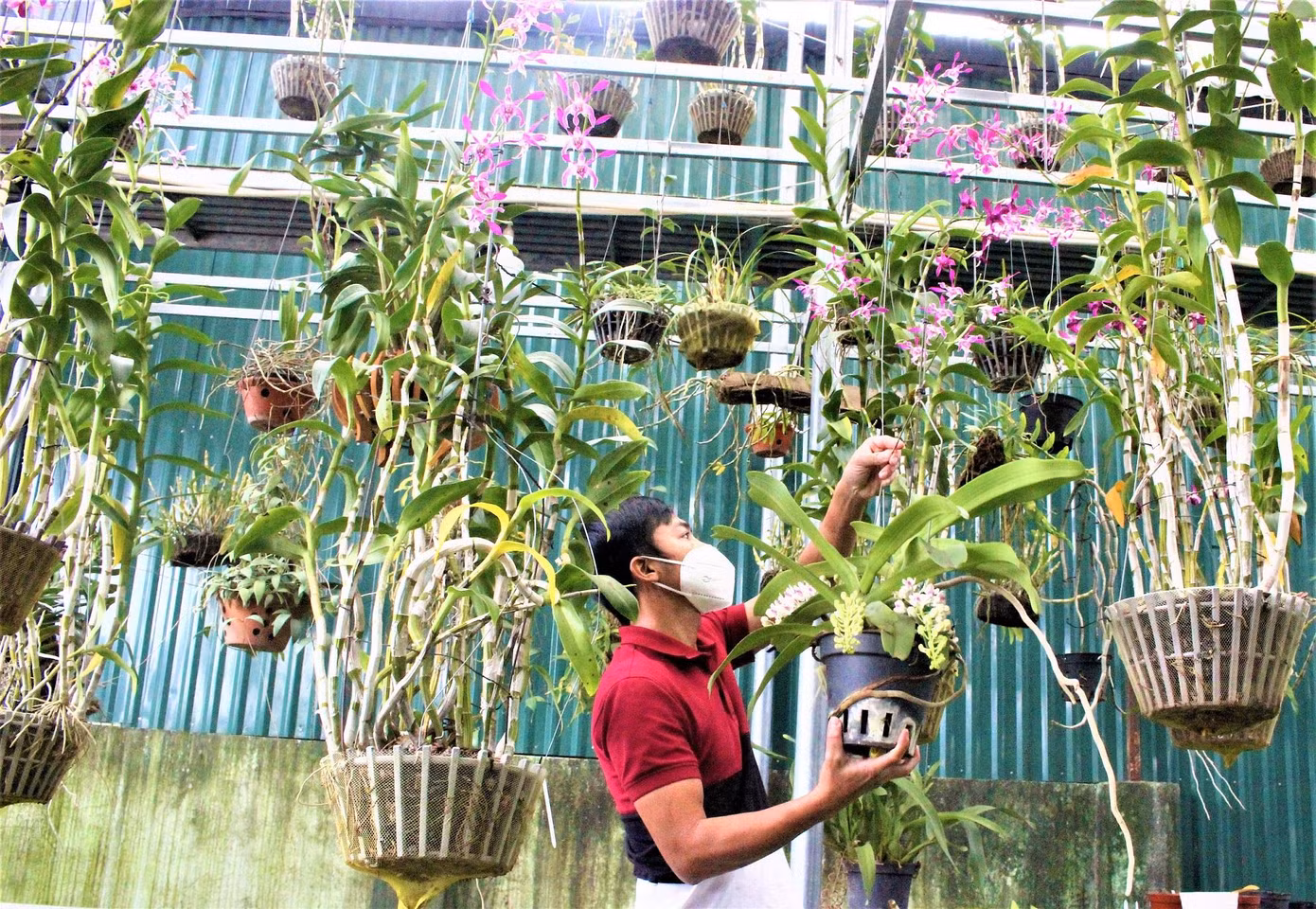Anh Nguyễn Văn Long chăm sóc vườn hoa lan Anh Nguyễn Văn Long chăm sóc vườn hoa lan