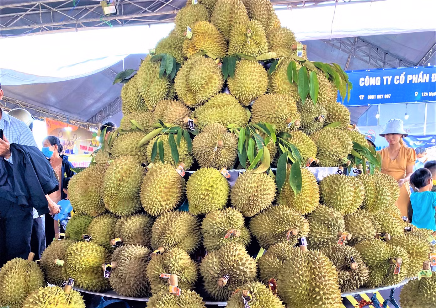 Sầu riêng được trồng tại huyện Krông Pắc