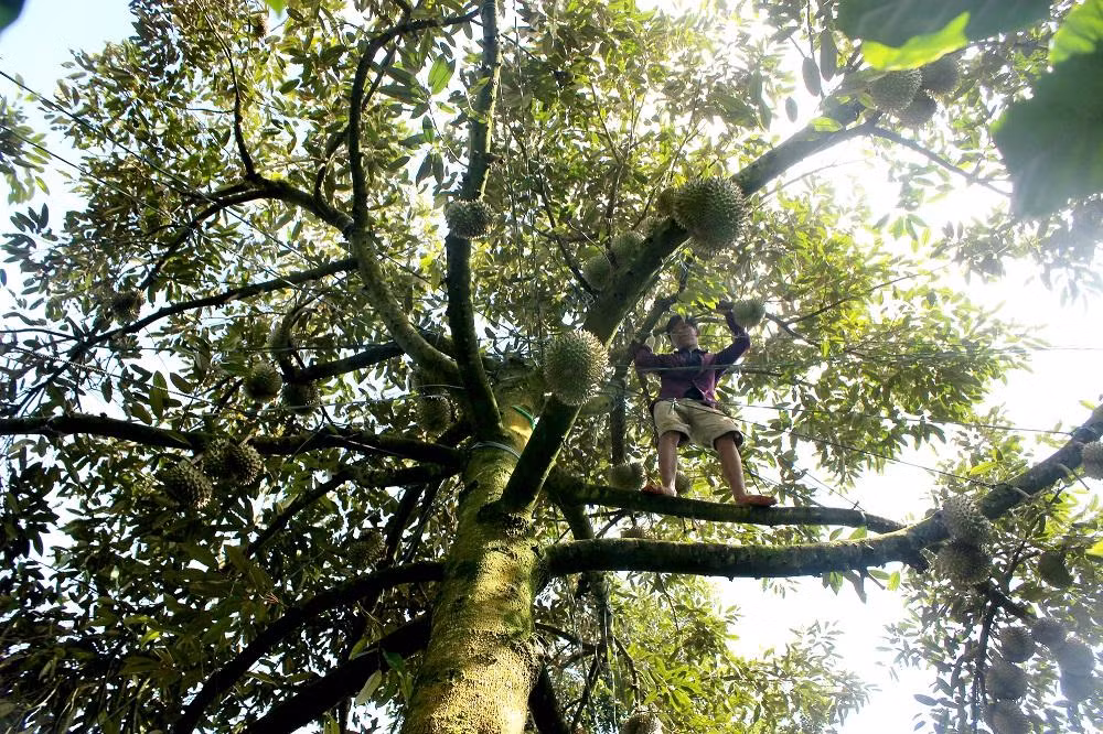 Nông dân thu hoạch sầu riêng