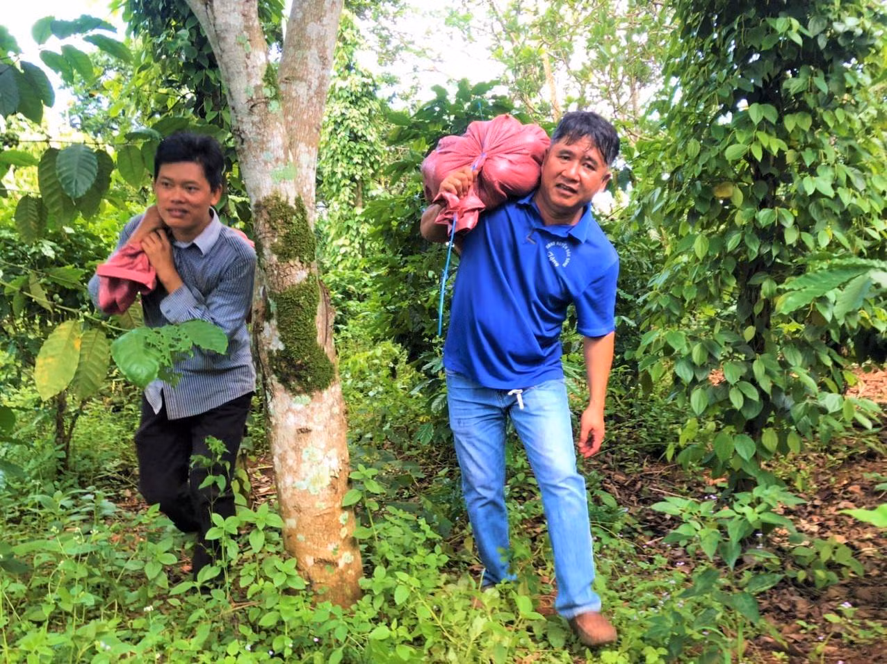 Các tình nguyện viên vác nông sản từ trong rẫy Các tình nguyện viên vác nông sản từ trong rẫy