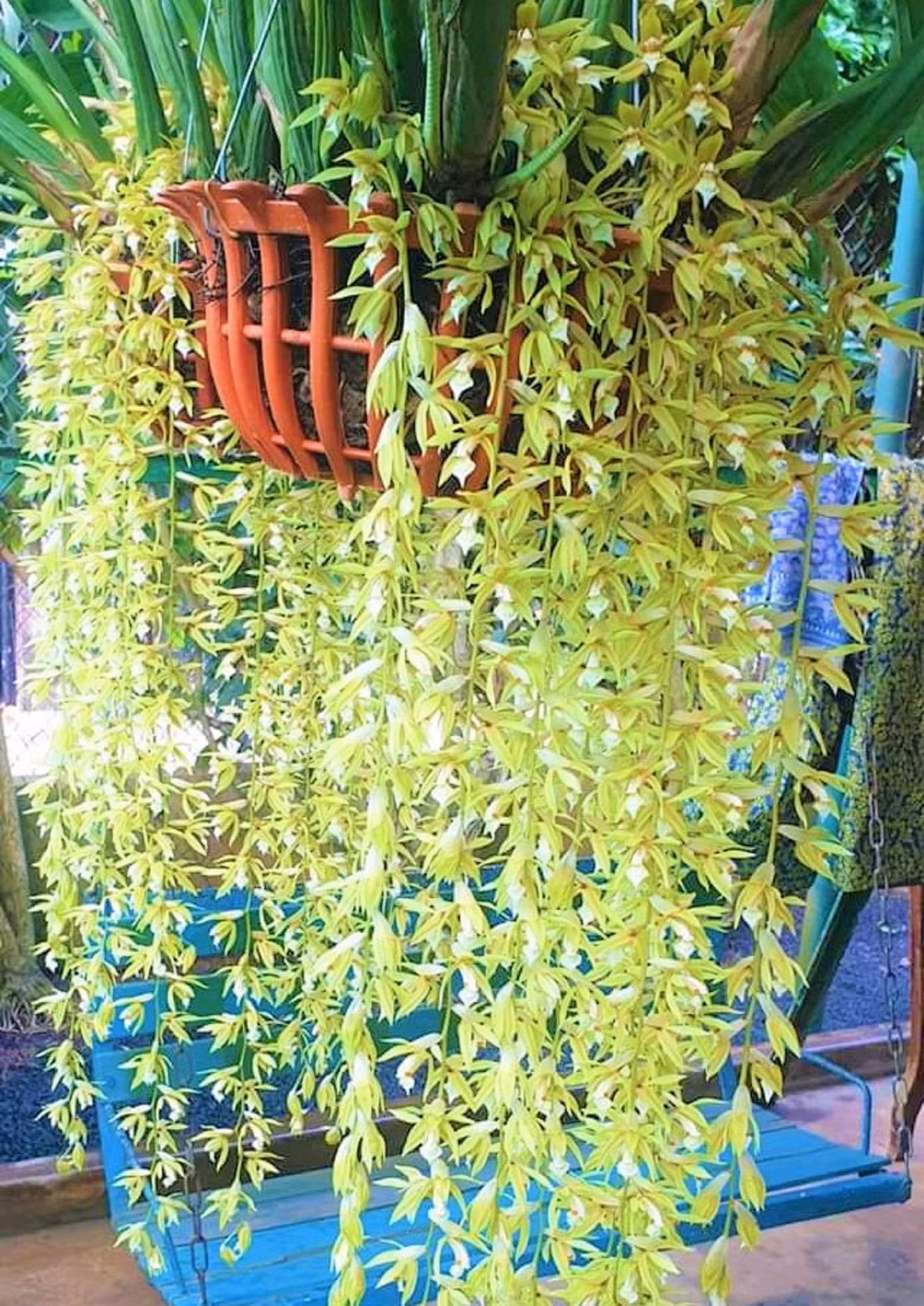 Giá hoa lan phụ thuộc vào kích cỡ, chủng loại... Giá hoa lan phụ thuộc vào kích cỡ, chủng loại...