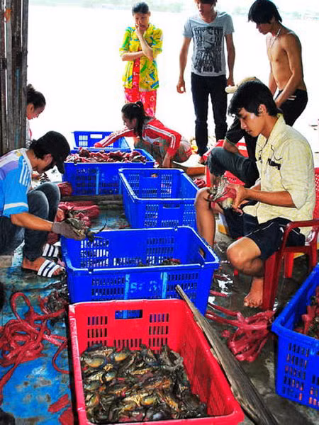  Thu gom cua biển ở thị trấn Năm Căn