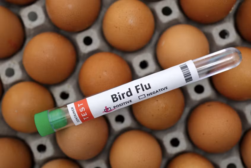 WHO cảnh báo dịch H5N1 đang diễn biến đáng lo ngại WHO cảnh báo dịch H5N1 đang diễn biến đáng lo ngại