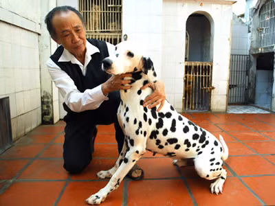 Chó cưng cũng phải đi ở đợ