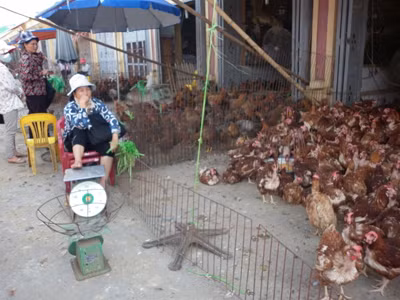 Buôn bán gia cầm tại chợ Hà Vỹ. Ảnh: P.A. Buôn bán gia cầm tại chợ Hà Vỹ. Ảnh: P.A