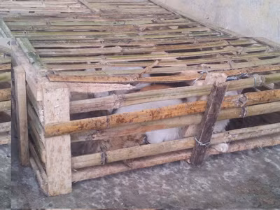 Mèo nhập lậu bị Trạm liên hợp Km 15 (Quảng Ninh) thu giữ. Ảnh: Th.D. Mèo nhập lậu bị Trạm liên hợp Km 15 (Quảng Ninh) thu giữ. Ảnh: Th.D