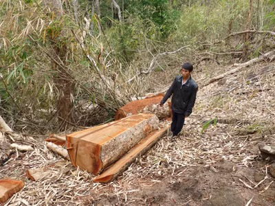 Phá rừng ở tiểu khu 738.