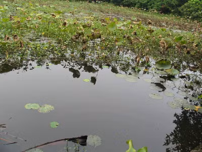 Ao thu lạnh lẽo. Ao thu lạnh lẽo