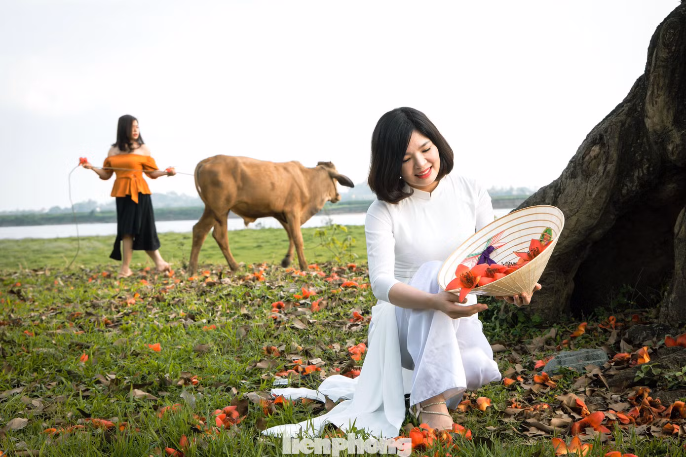 “Bao giờ cho đến tháng ba/Hoa gạo rụng xuống bà già cất chăn”, câu ca dao vẫn thường được nhắc đến khi mùa hoa gạo bung nở như một nhắc những đợt lạnh cuối cùng sắp đi qua, cái lạnh thưa thớt dần và chuẩn bị chuyển tiếp sang mùa hè.