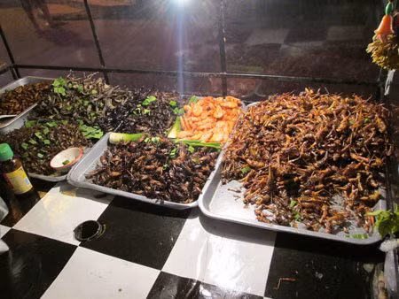 Châu chấu, kiến... là các loại côn trùng mà FAO khuyến cáo nên ăn để chống đói.