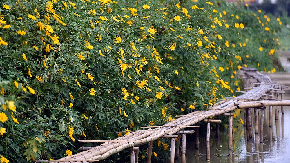 Vườn hoa dã quỳ tại phường Xuân Đỉnh (quận Bắc Từ Liêm, Hà Nội), được ví như một Đà Lạt thu nhỏ giữa lòng Thủ đô. Vườn hoa dã quỳ tại phường Xuân Đỉnh (quận Bắc Từ Liêm, Hà Nội), được ví như một Đà Lạt thu nhỏ giữa lòng Thủ đô.