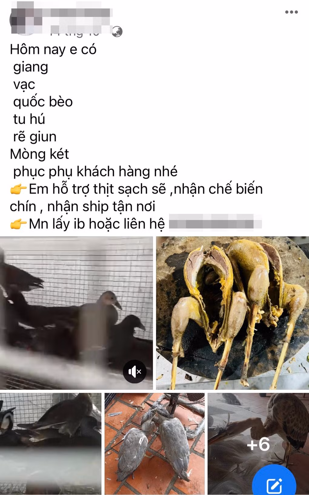 Nhan nhản các bài viết bán chim trời trên chợ mạng (Ảnh chụp màn hình).